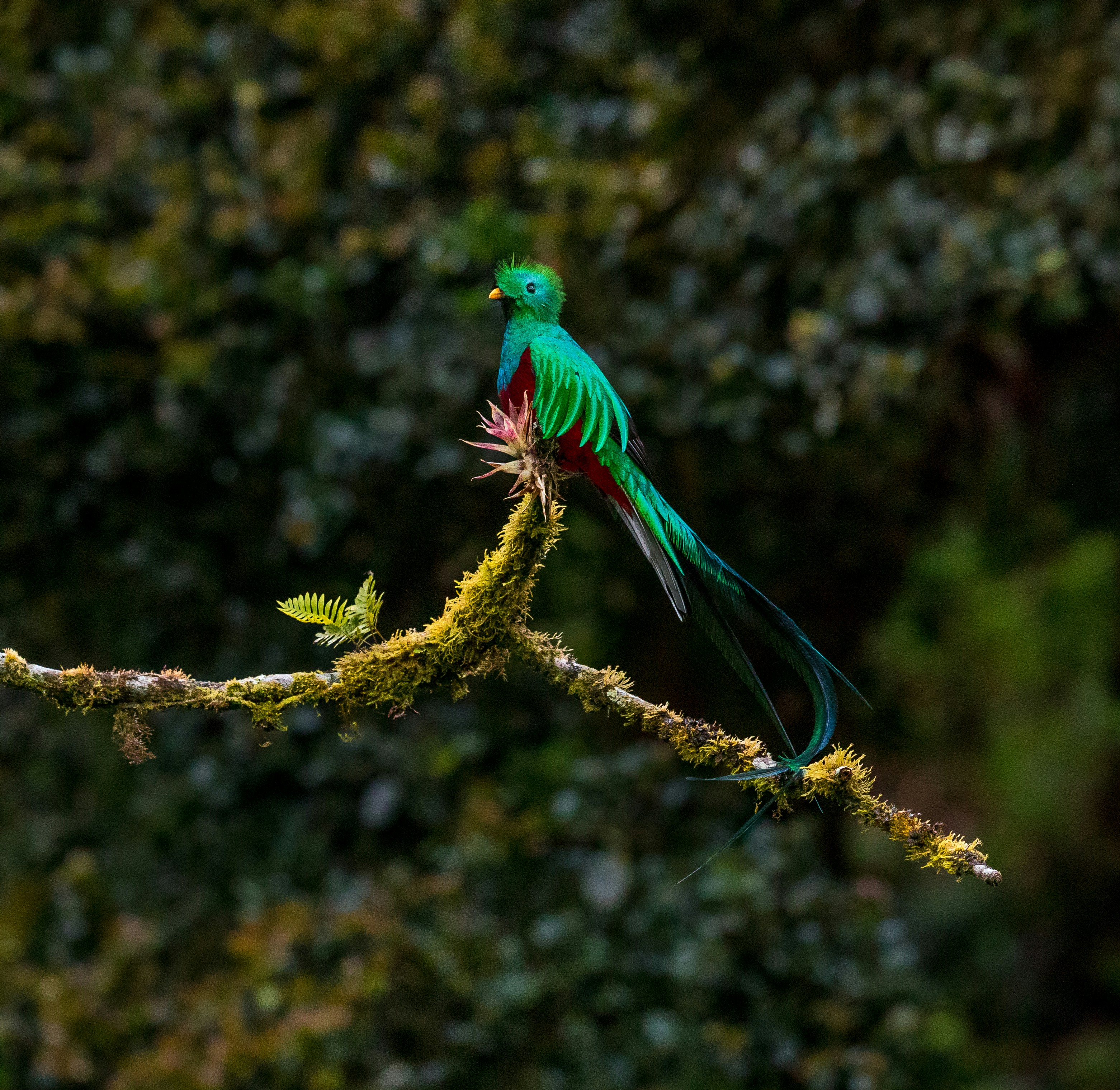 Quetzal forest bird